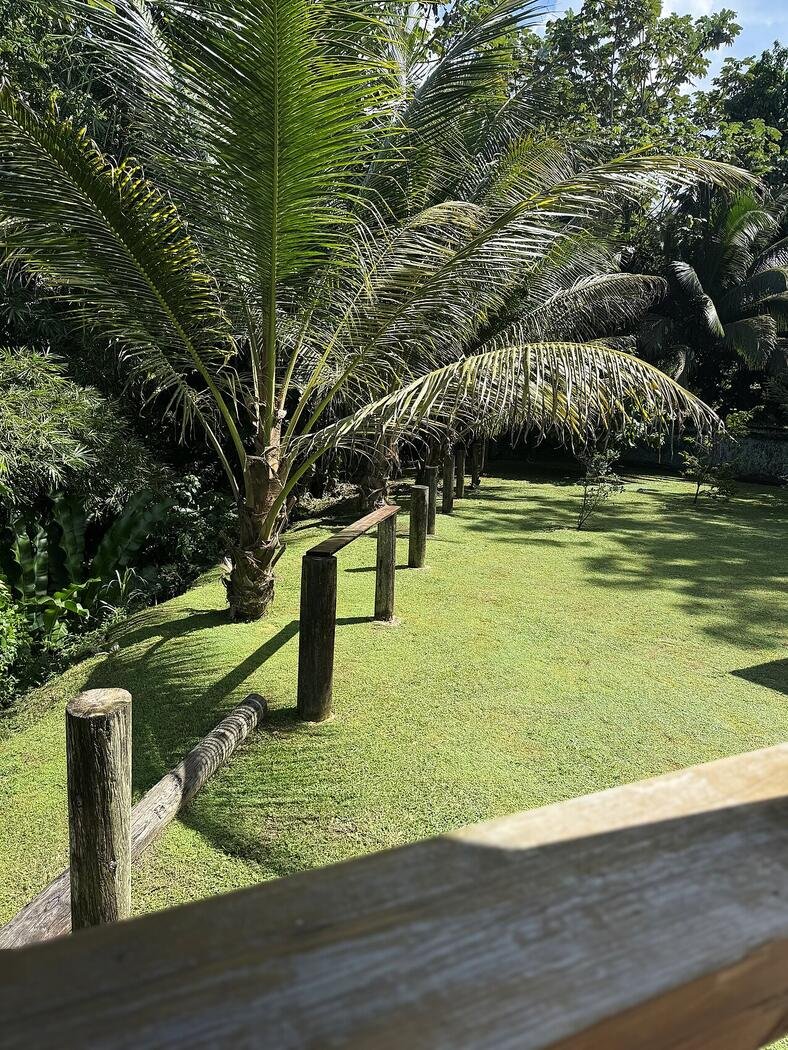 Allée de palmiers dans le jardin paysager